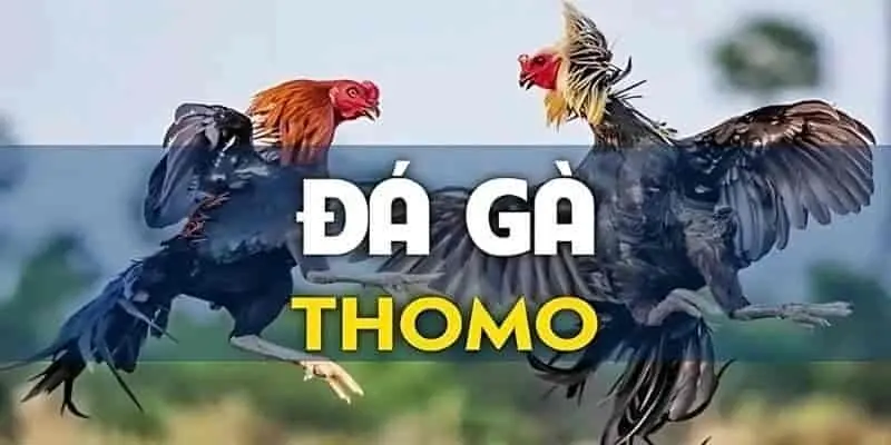 Đá gà Thomo - Trưởng gà uy tín hàng đầu thế giới